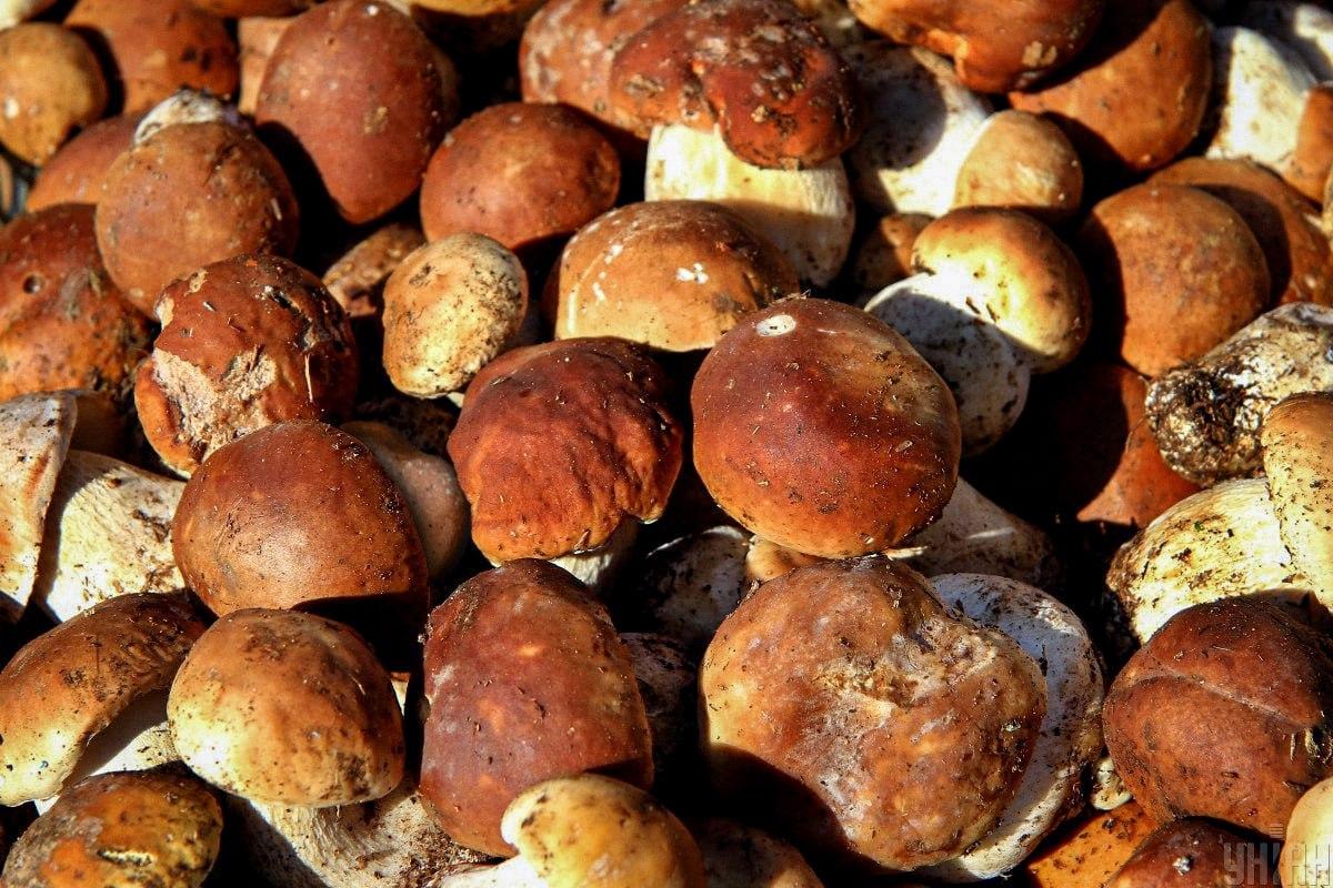 Encontrar uma pedra entre cogumelos a tempo / colagem Moje