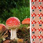 Descobrir a palavra “fly agaric” em 8 segundos: um teste