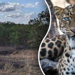 Encontrar um leopardo na selva em 8 segundos: a melhor