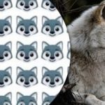 Só alguns conseguem encontrar o lobo: um interessante jogo de puzzle de atenção Só alguns conseguem encontrar o lobo: um interessante jogo de